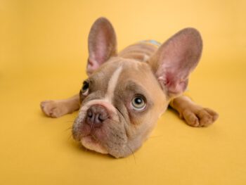 leczenie uszu psa bielsko